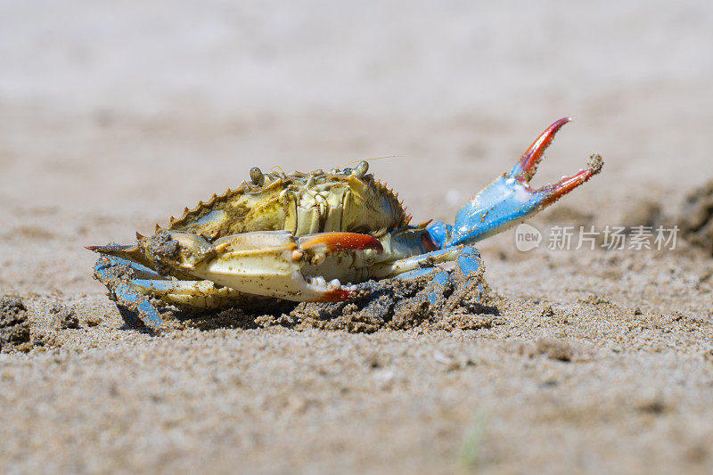 蓝蟹(Callinectes sapidus)，沙滩上的大西洋蓝蟹，加瓦，巴塞罗那海滩